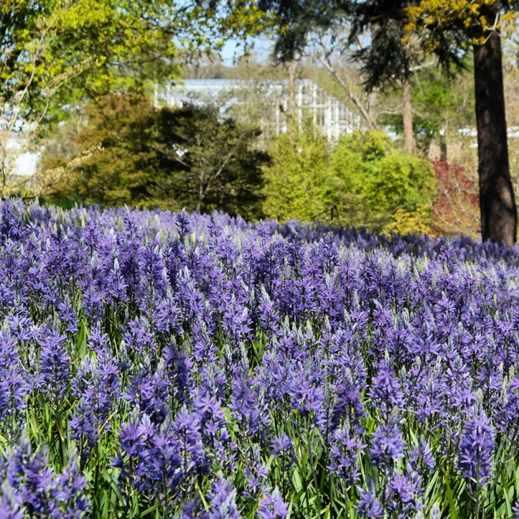 Camassia quamash Blue Melody