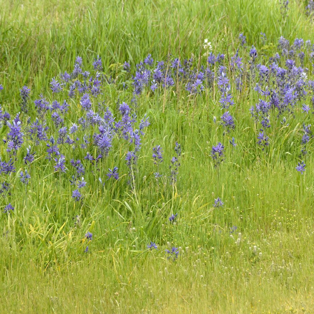 Camassia quamash