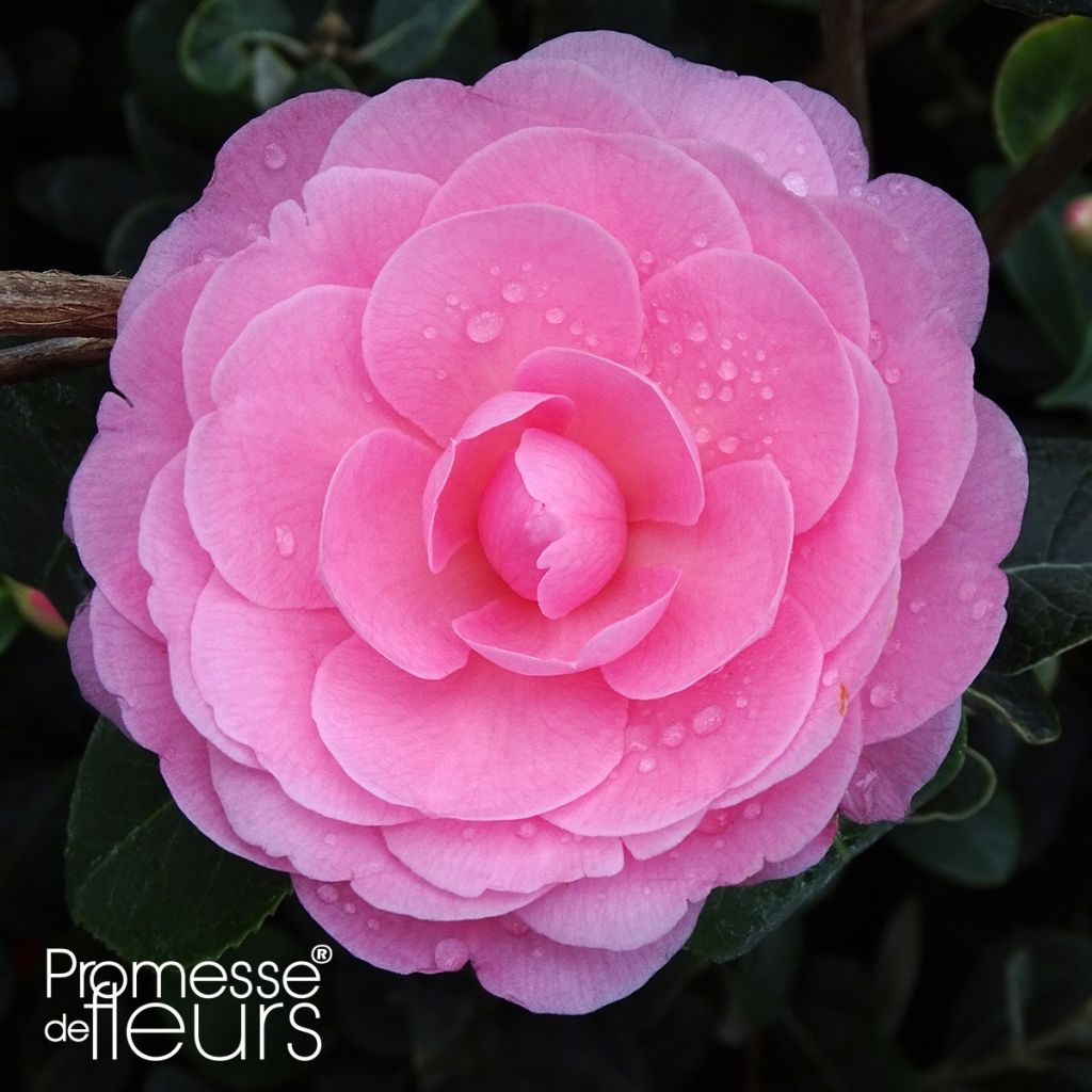 Camélia EG Waterhouse - Camellia (x) williamsii 