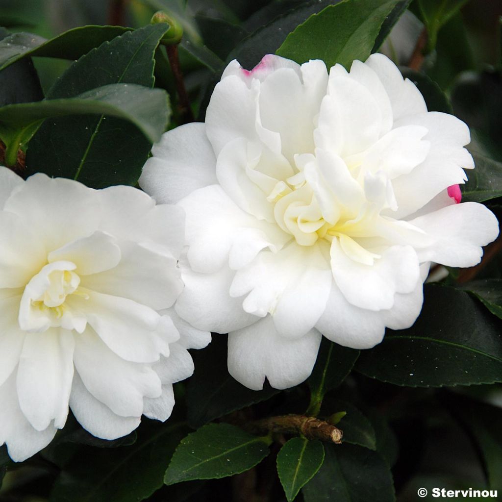 Camellia Fuji no Yuki - Camélia d'automne blanc