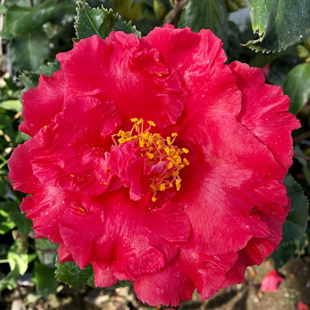 Camelia Holly Bright - Camellia japonica