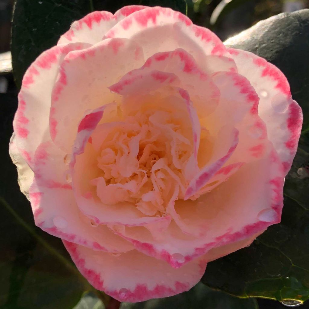 Camélia Margaret Davis - Camellia japonica