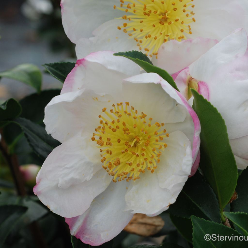 Camelia d'automne - Camelia sasanqua Narumi Gaita