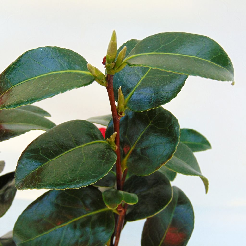 Camellia japonica Volunteer