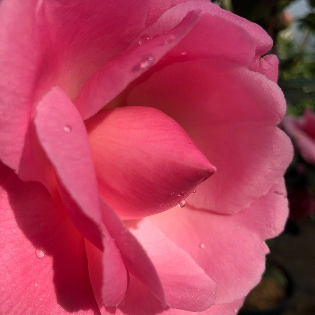 Camélia EG Waterhouse - Camellia (x) williamsii 