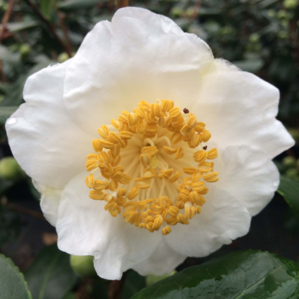 Camellia japonica de Higo Fuji