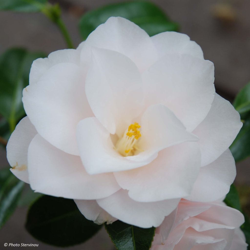 Camellia japonica Hagoromo (Magnoliiflora, Magnoliaeflora)