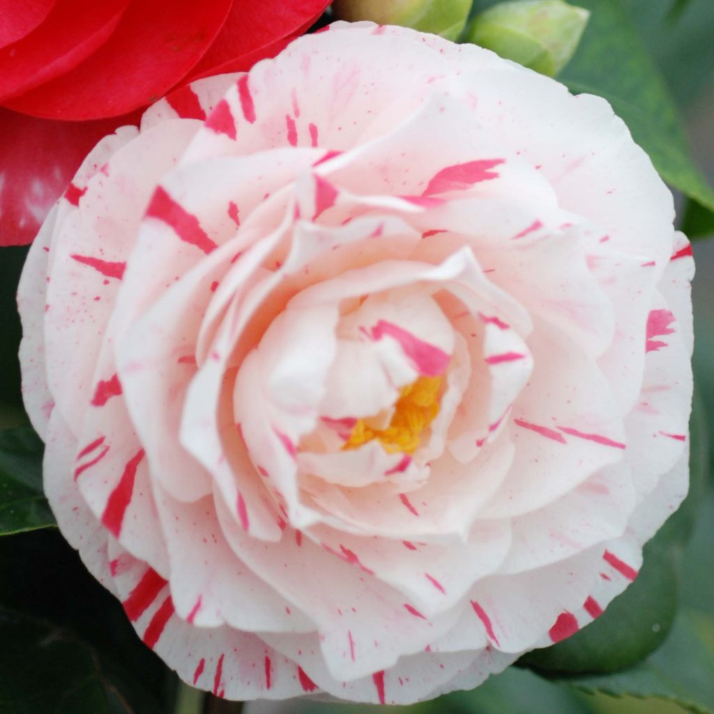 Camélia Lavinia Maggi - Camellia japonica