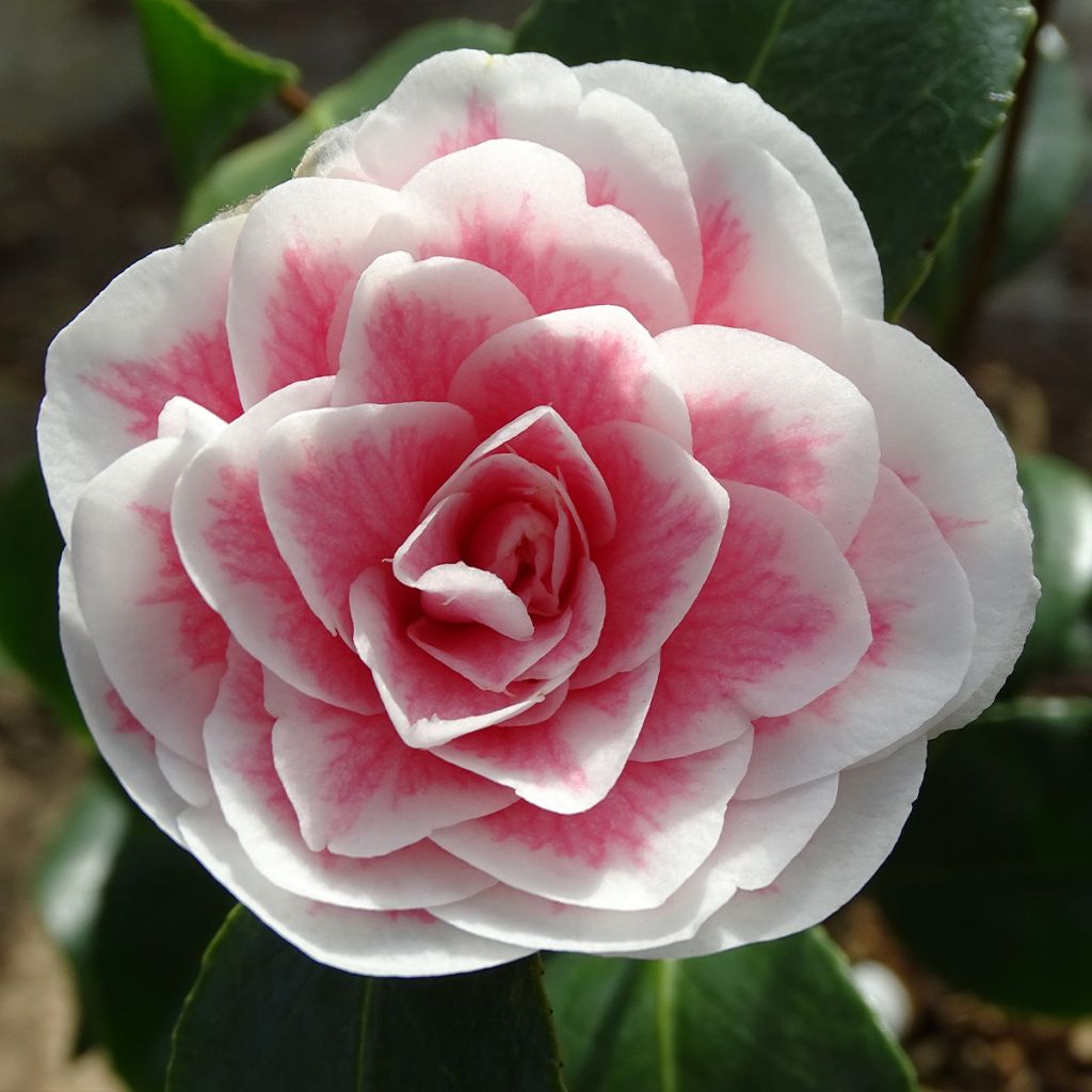 Camélia classique - Camellia Look Away