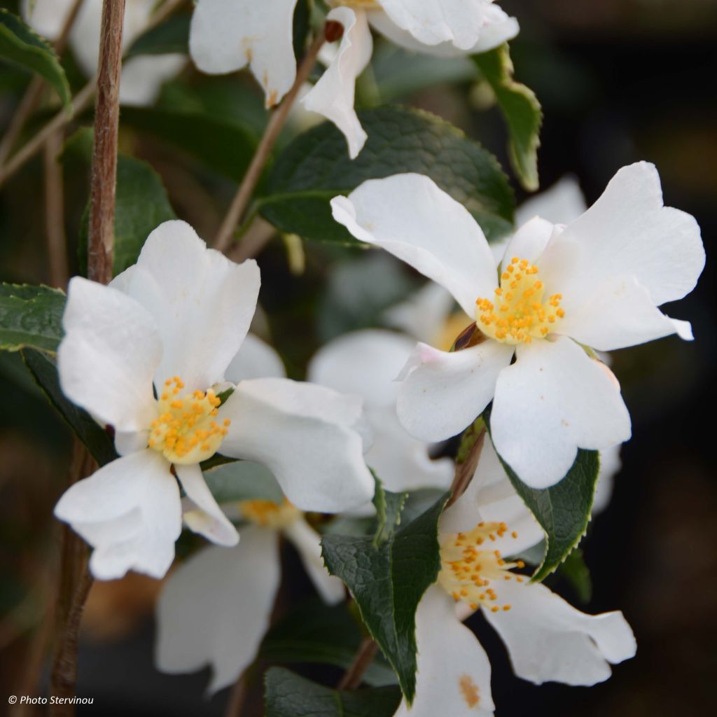 Camélia grijsii - Camellia