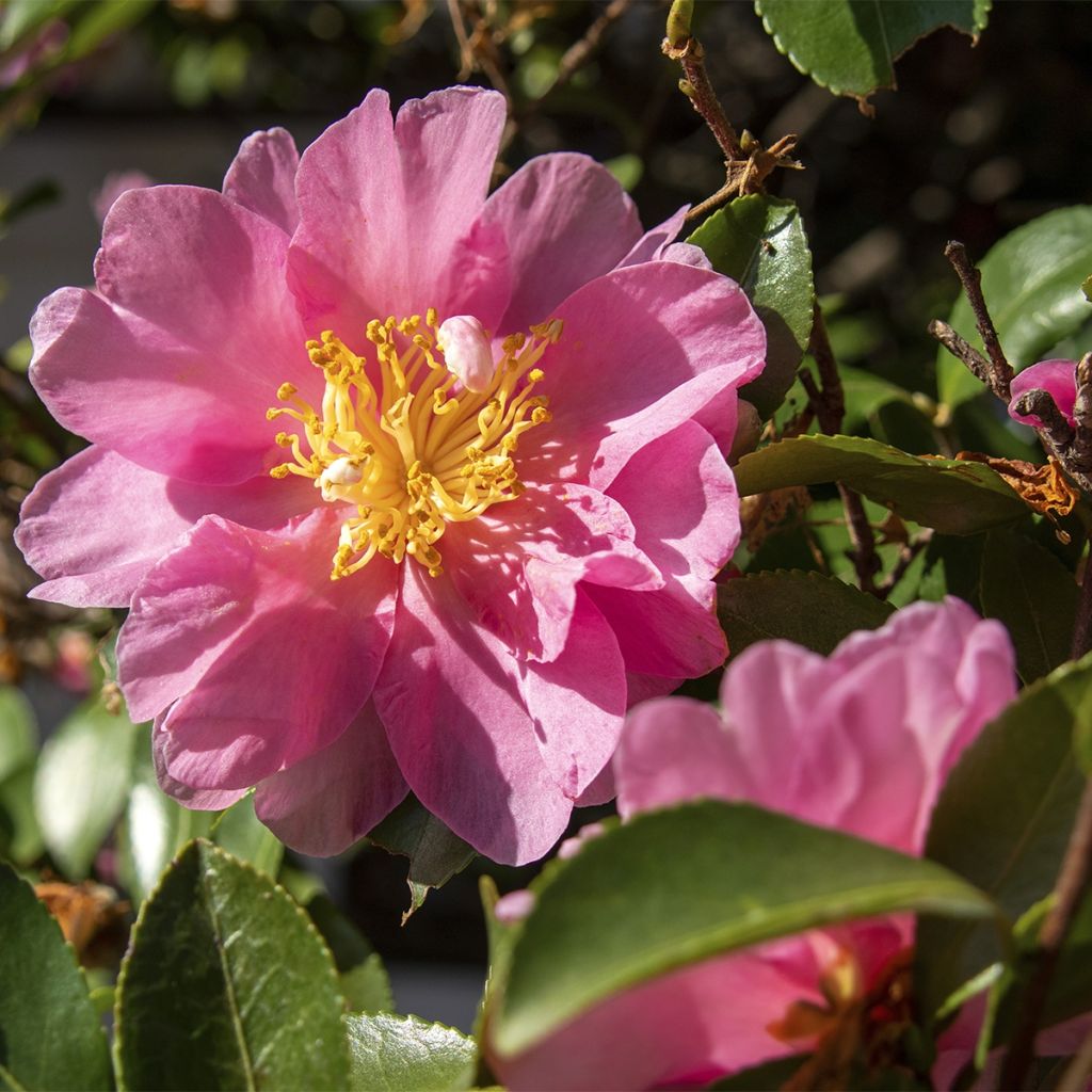 Camellia sasanqua Belinda - camélia d'automne