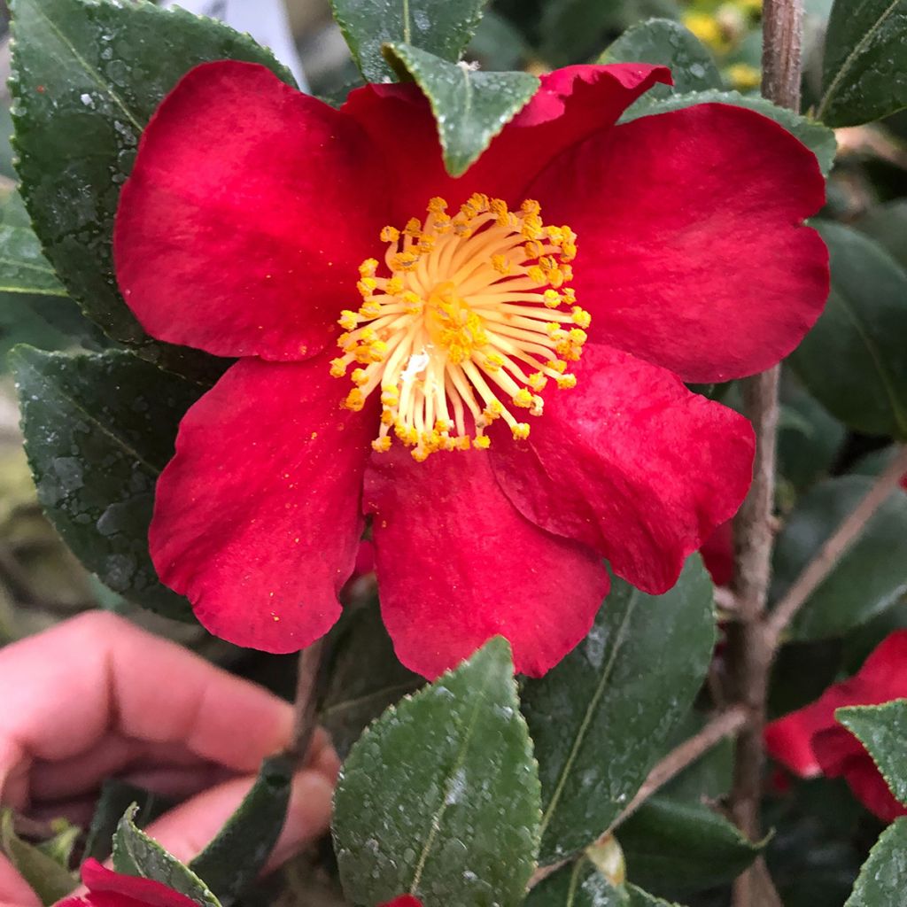 Camélia d'automne - Camellia sasanqua Yuletide