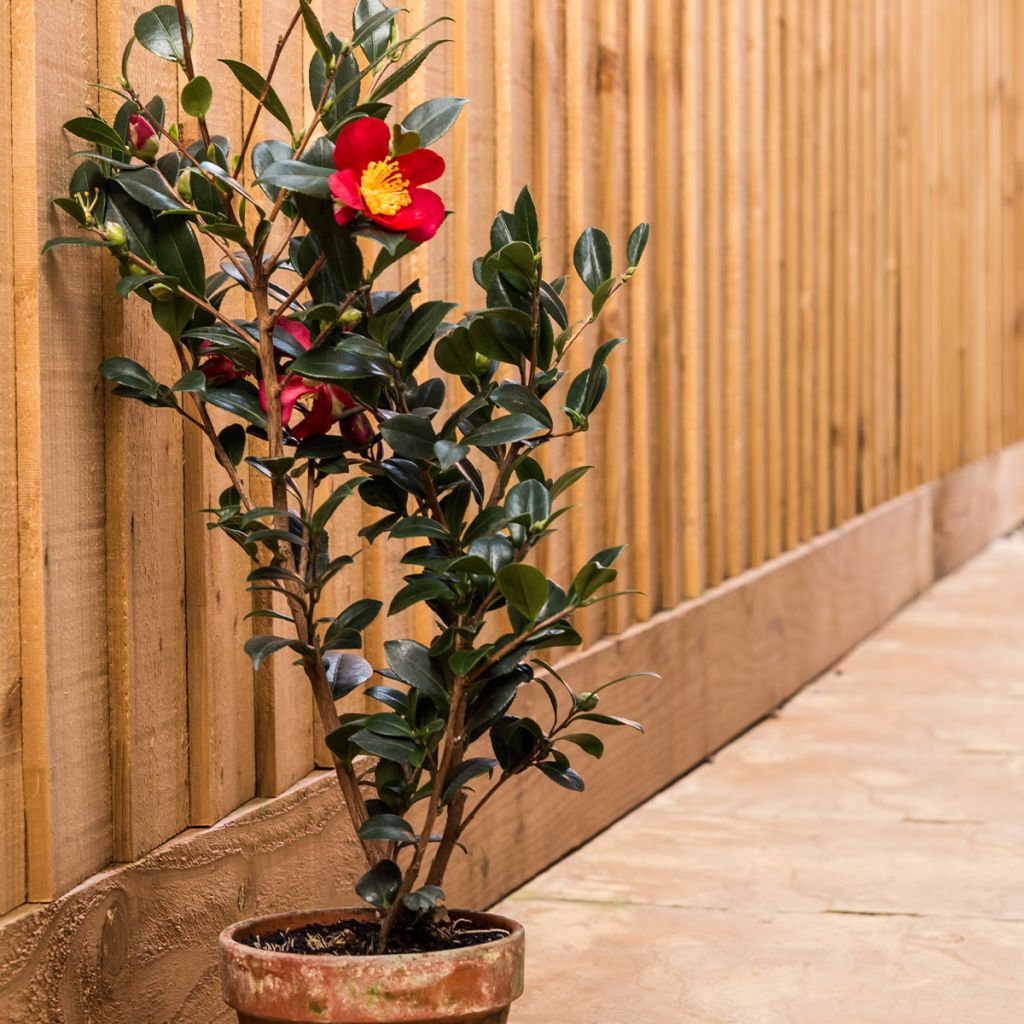 Camellia Yuletide