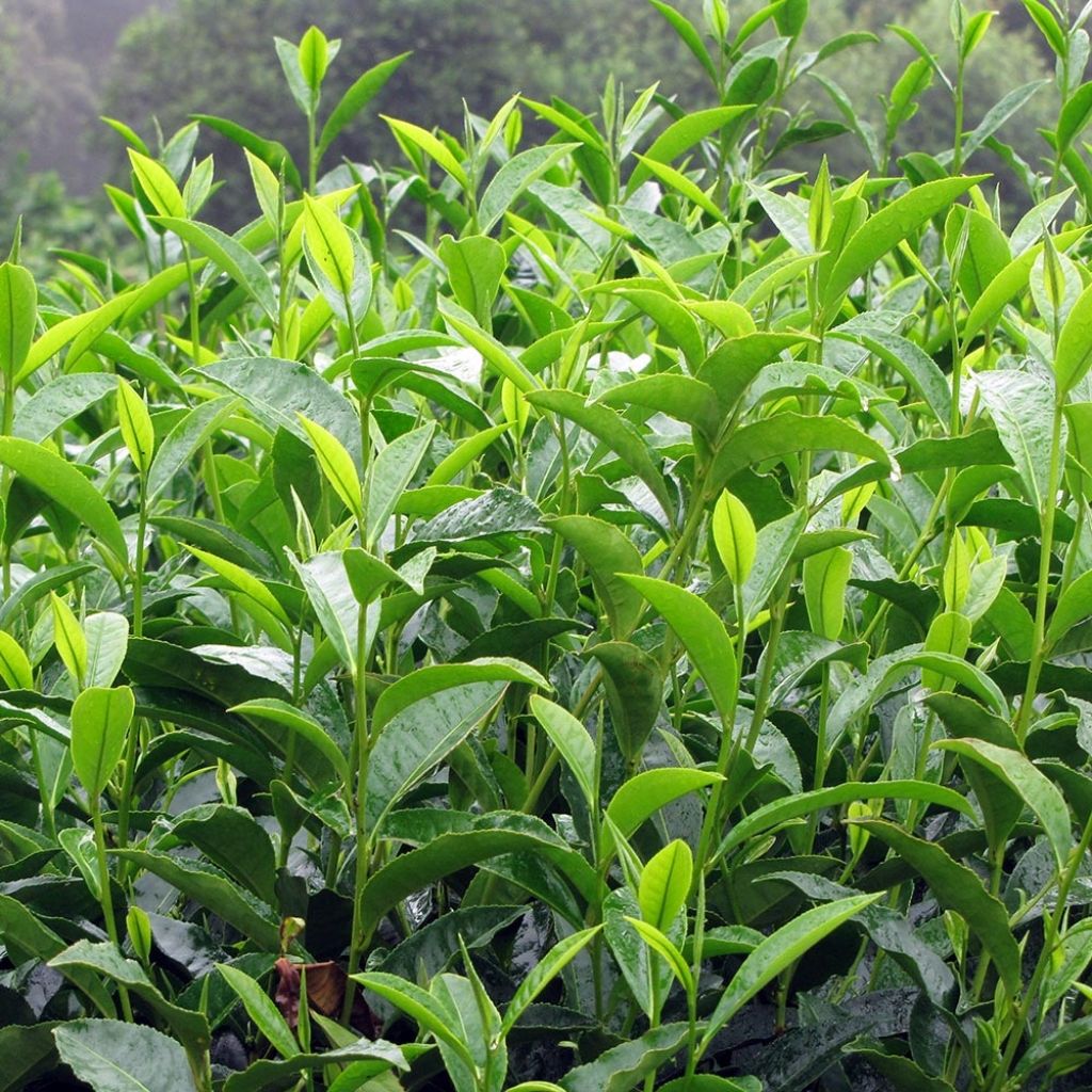 Camellia sinensis - Théier