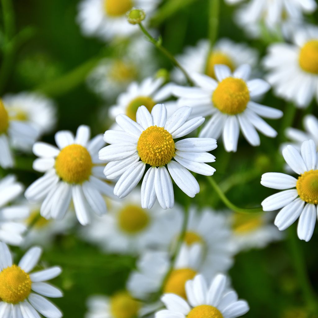 Matricaria chamomilla