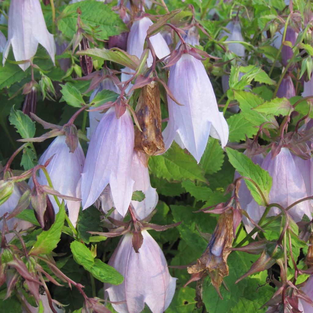 Campanula Iridescent Bells