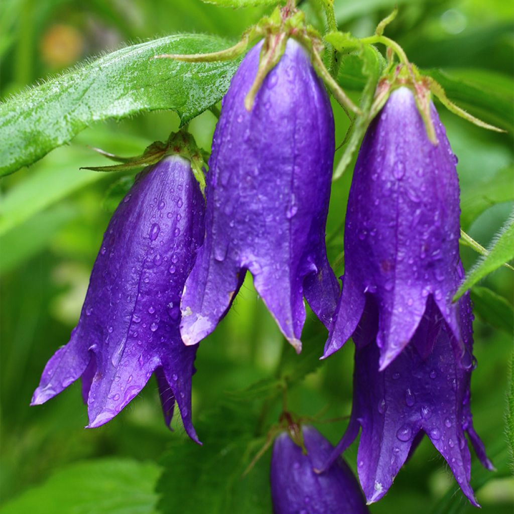 Campanula Sarastro