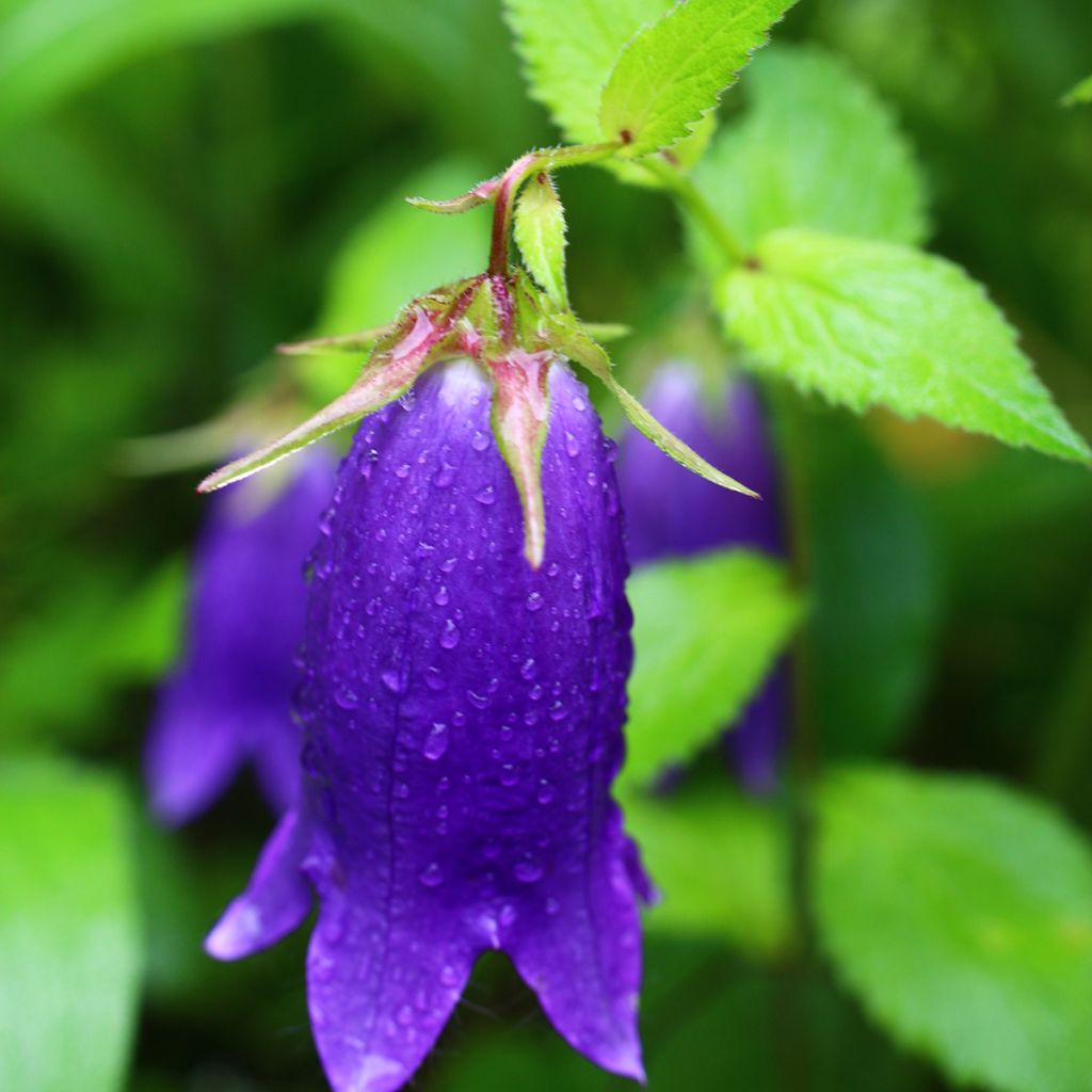 Campanula Sarastro