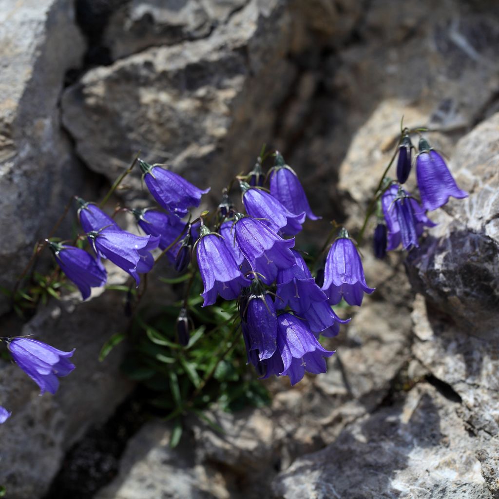 Campanula cochleariifolia