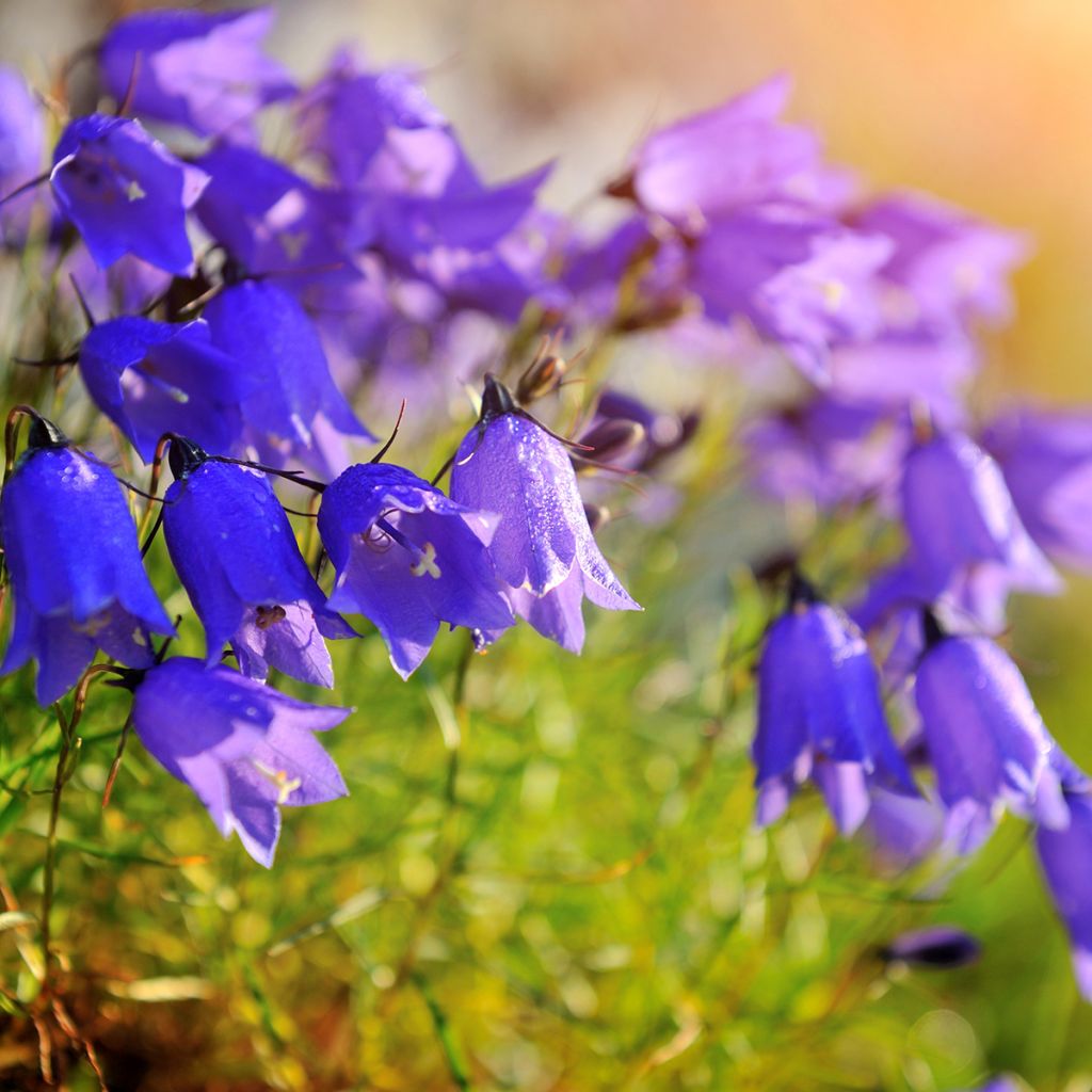 Campanula cochleariifolia