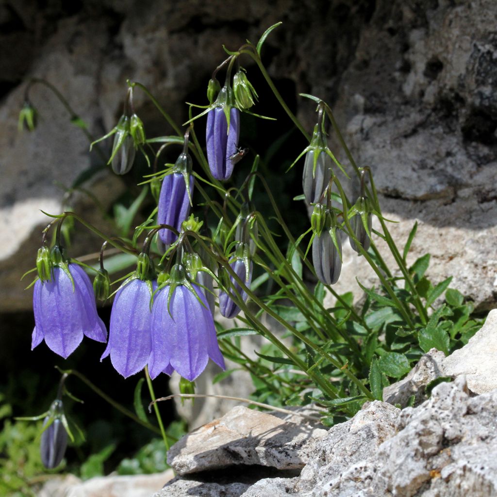 Campanula cochleariifolia