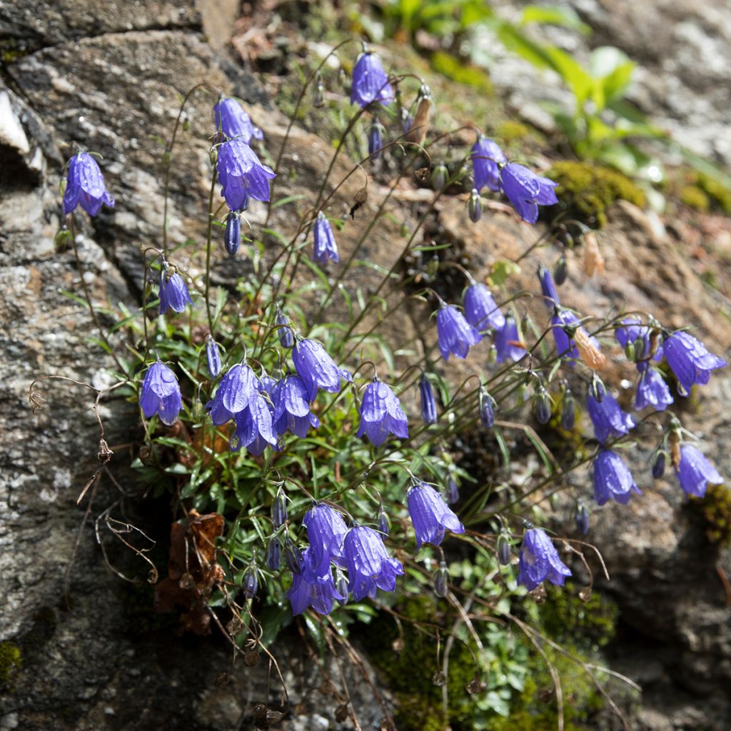 Campanula cochleariifolia