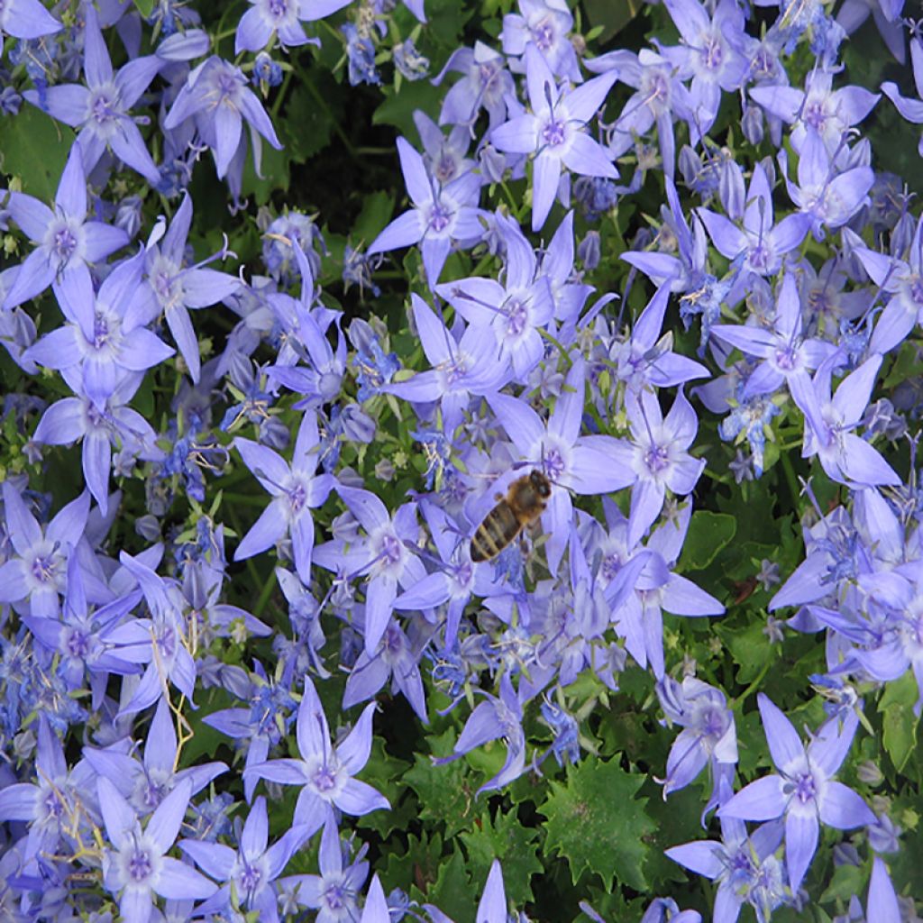 Campanula garganica - Campanule étoilée