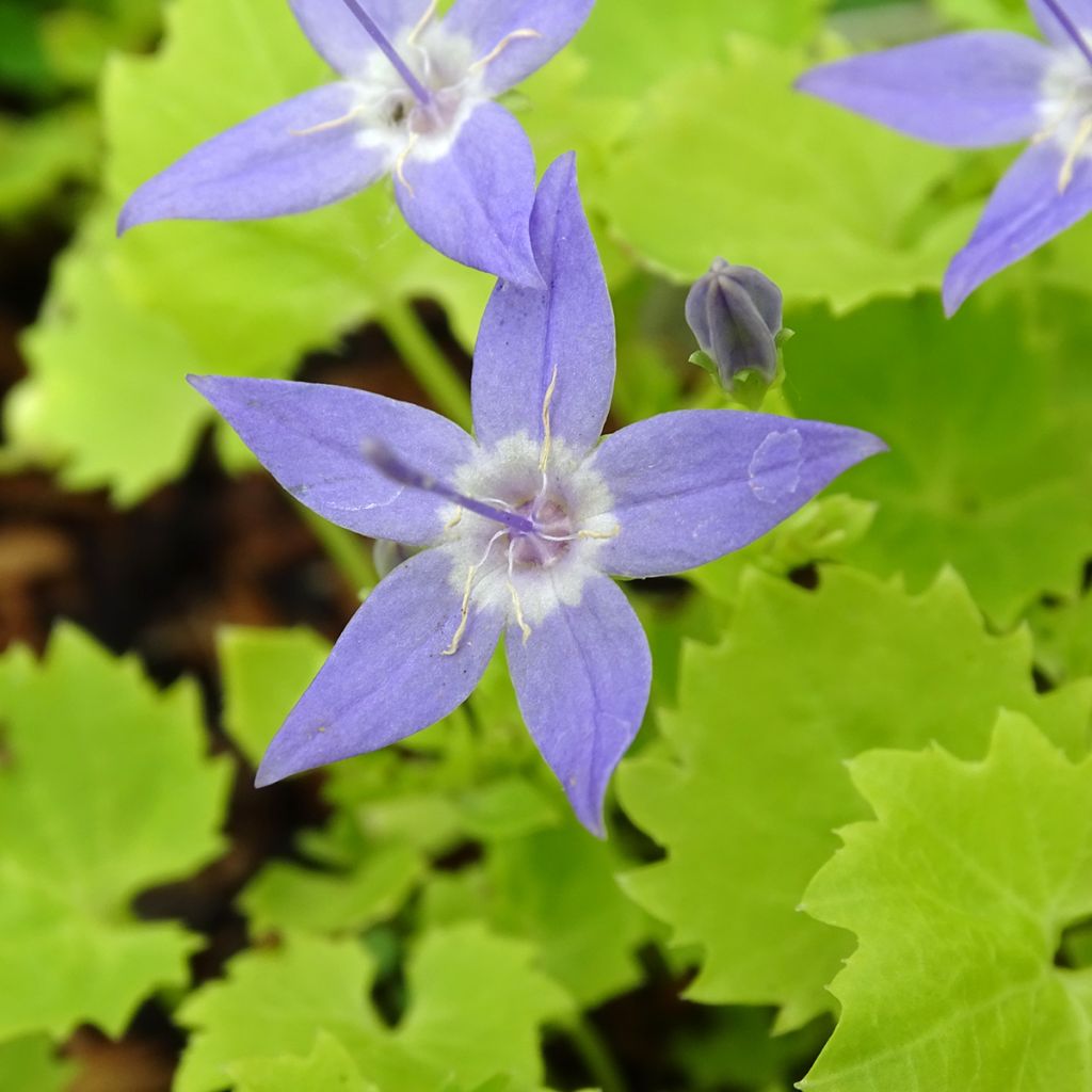 Campanula garganica Dickson s Gold - Campanule étoilée