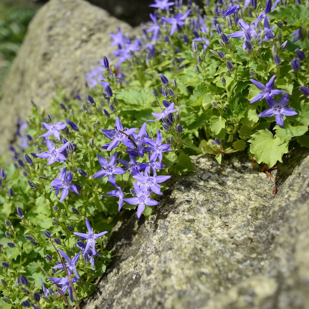 Campanula garganica