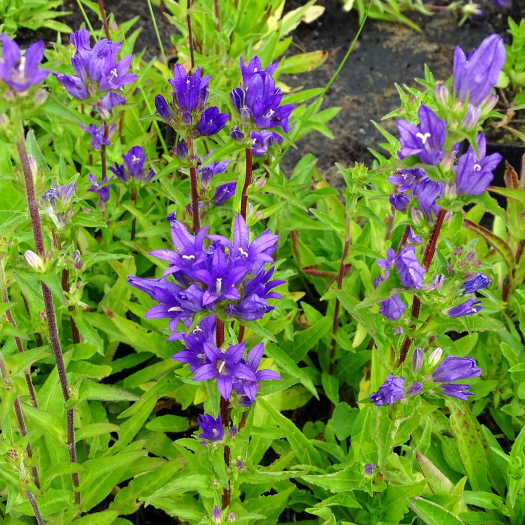 Campanule glomerata Acaulis - Campanule à bouquets