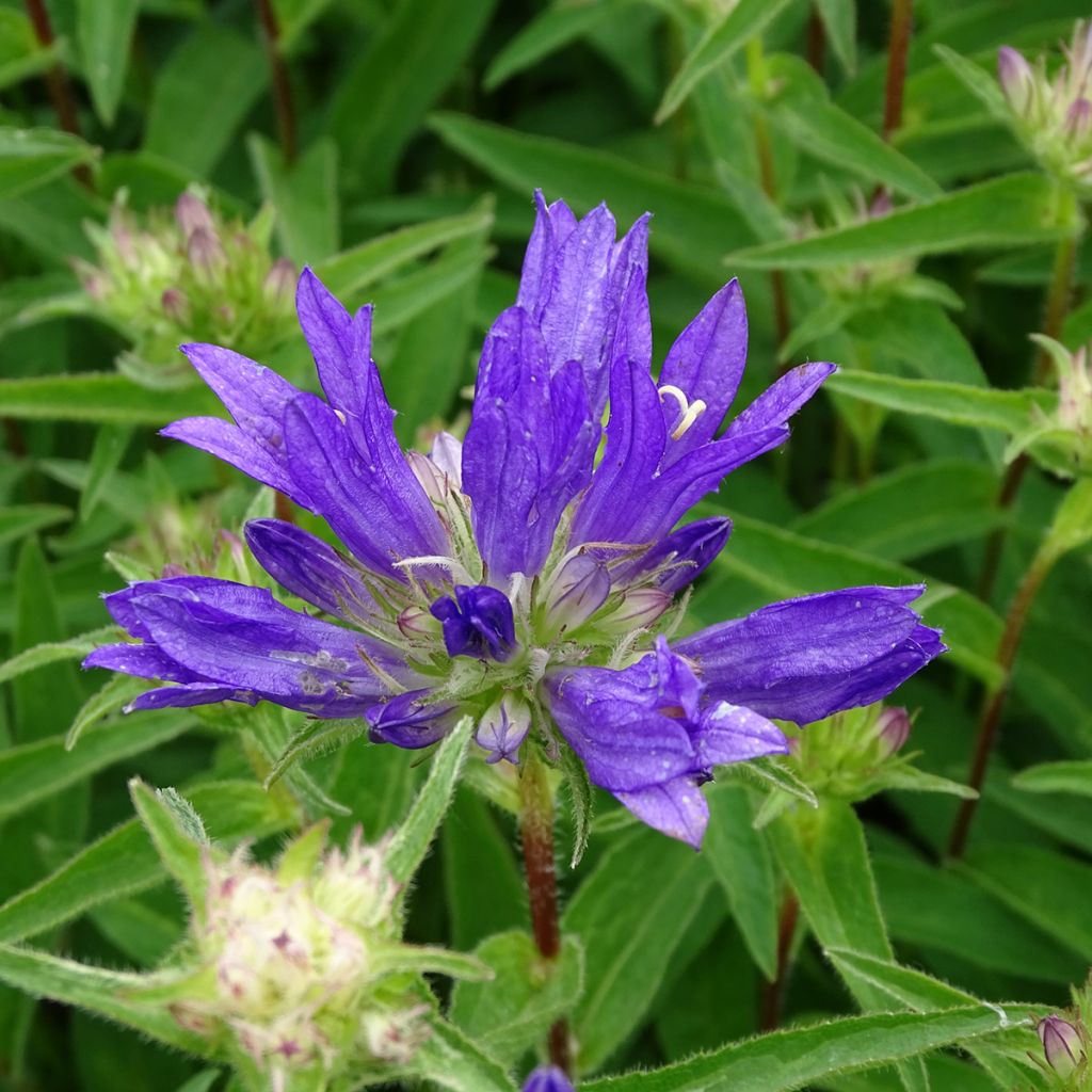 Campanula glomerata Genti Twisterbell