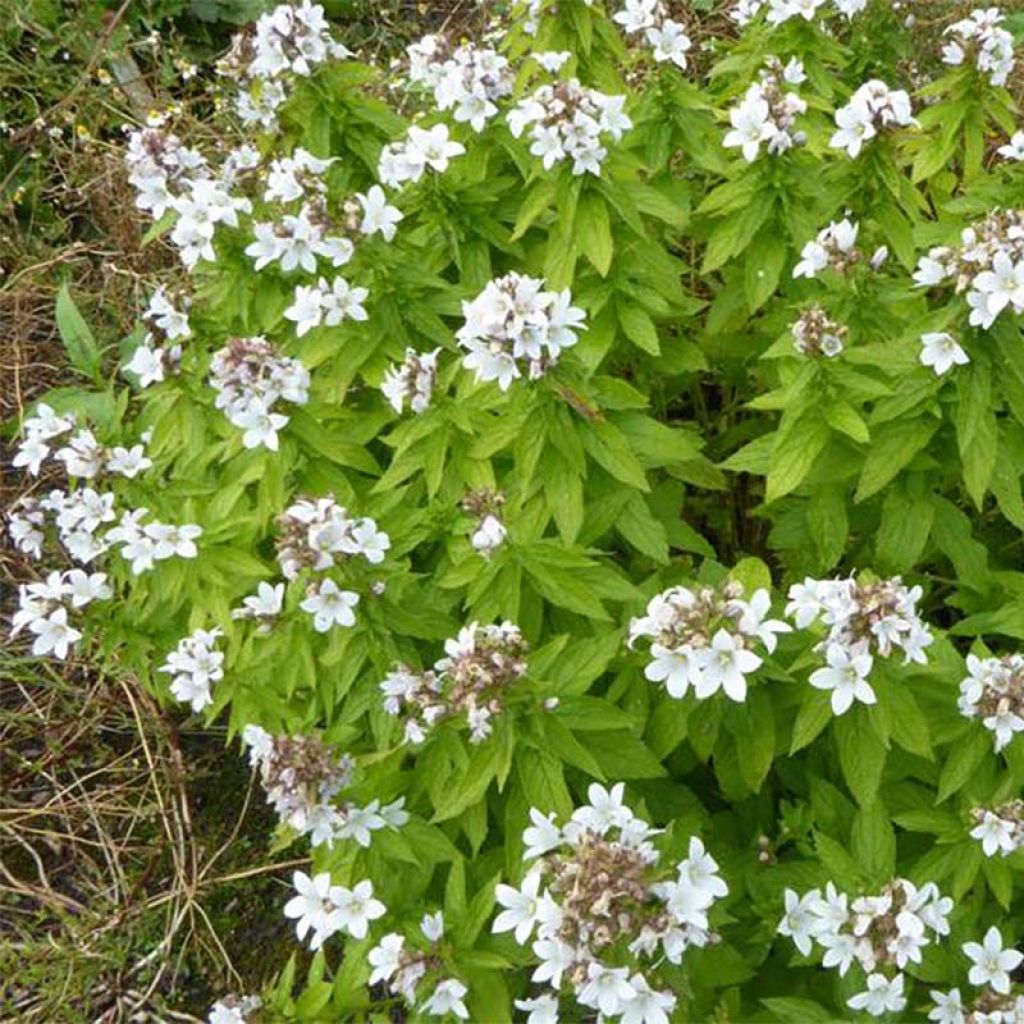 Campanula lactiflora White Pouffe - Campanule laiteuse blanche.