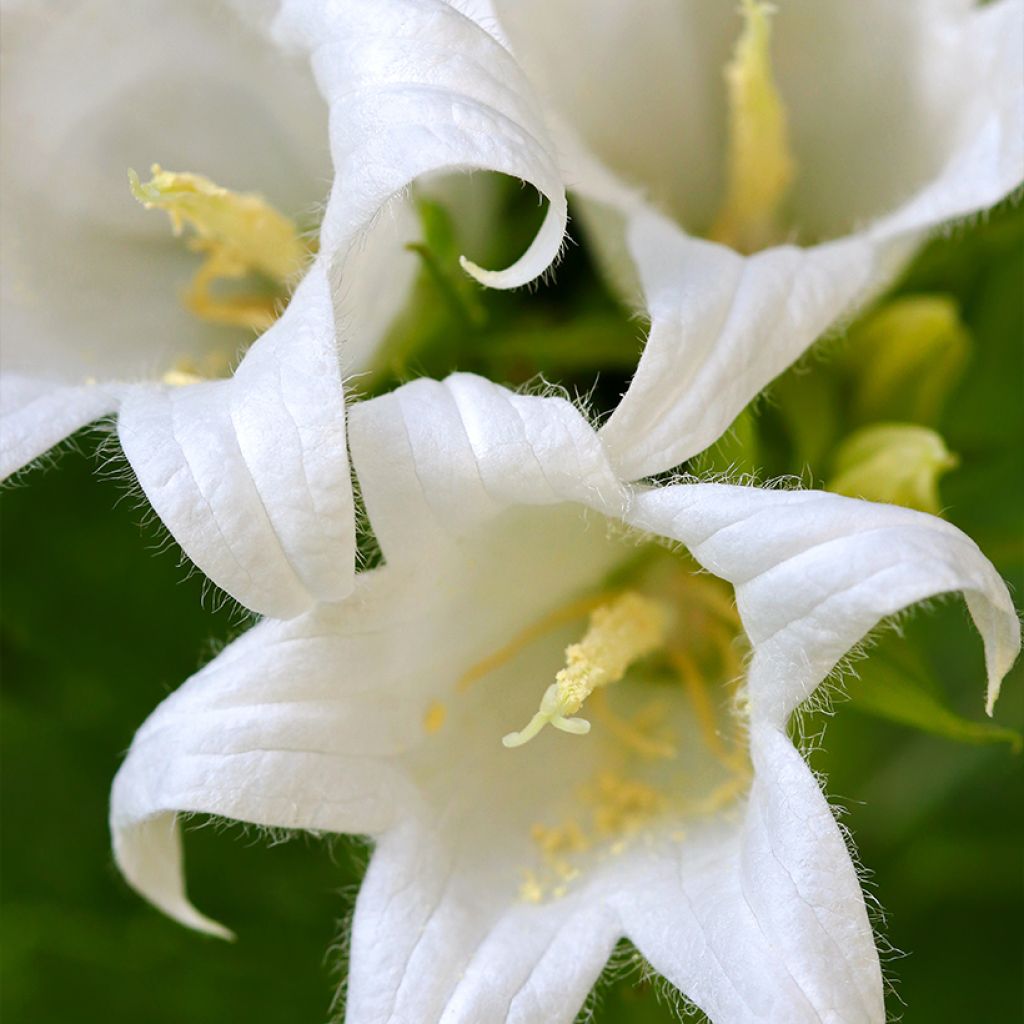 Campanula lactiflora White Pouffe