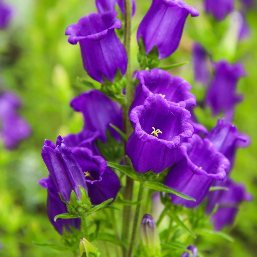 Campanula medium blue-flowered