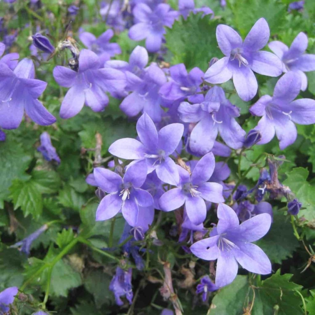 Campanula portenschlagiana