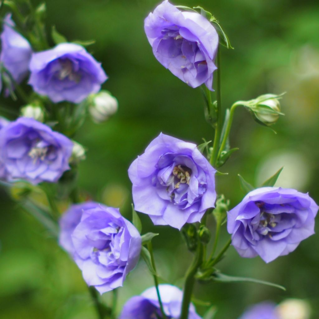 Campanula persicifolia La Belle - Campanule à feuilles de pêcher