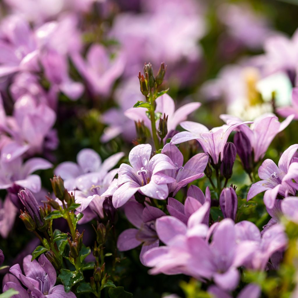 Campanula Ambella Pink