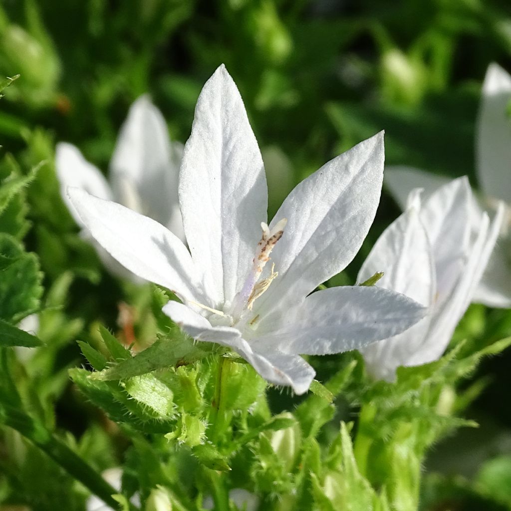 Campanula poscharskyana E.H. Frost - Campanule des Murets