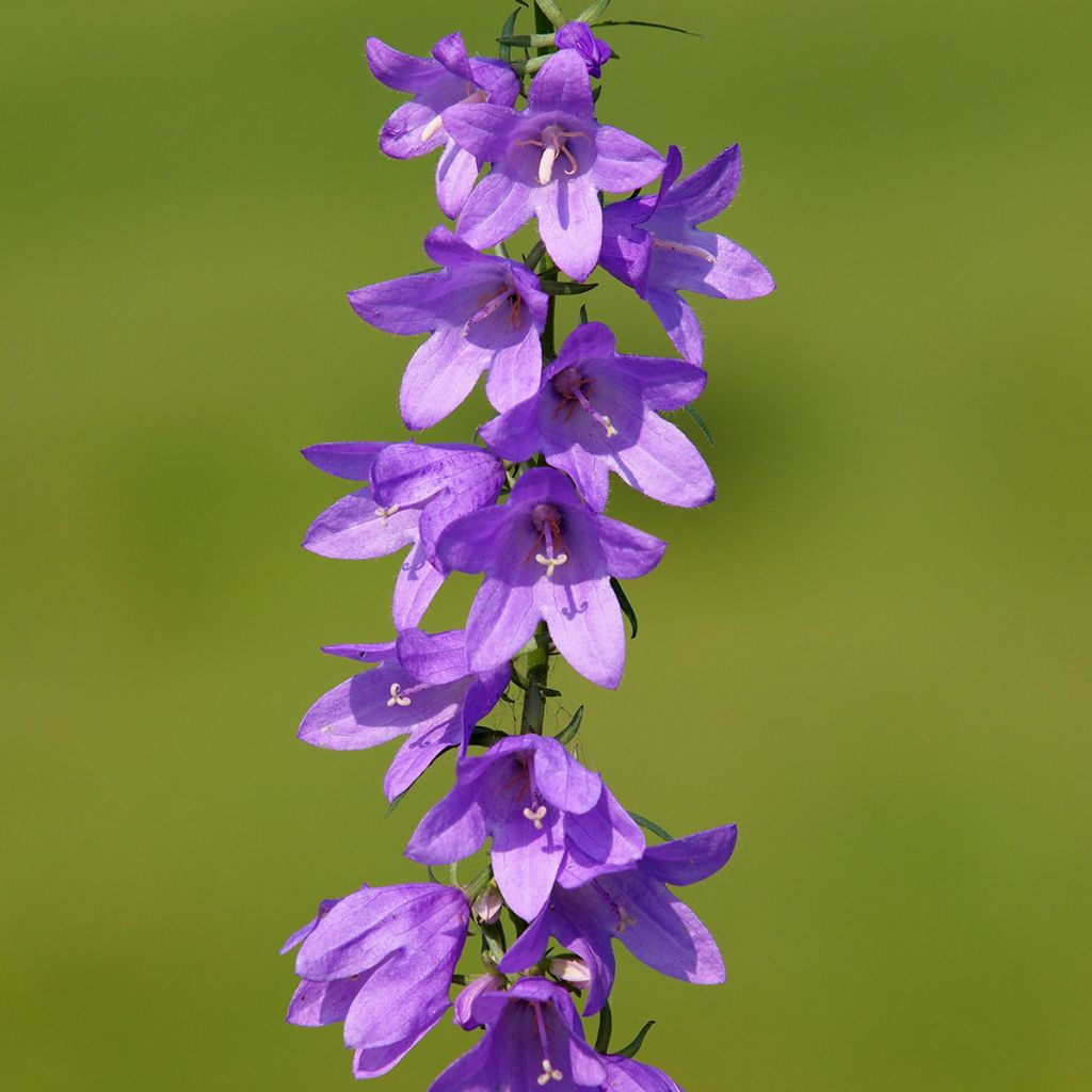 Campanula rapunculoides