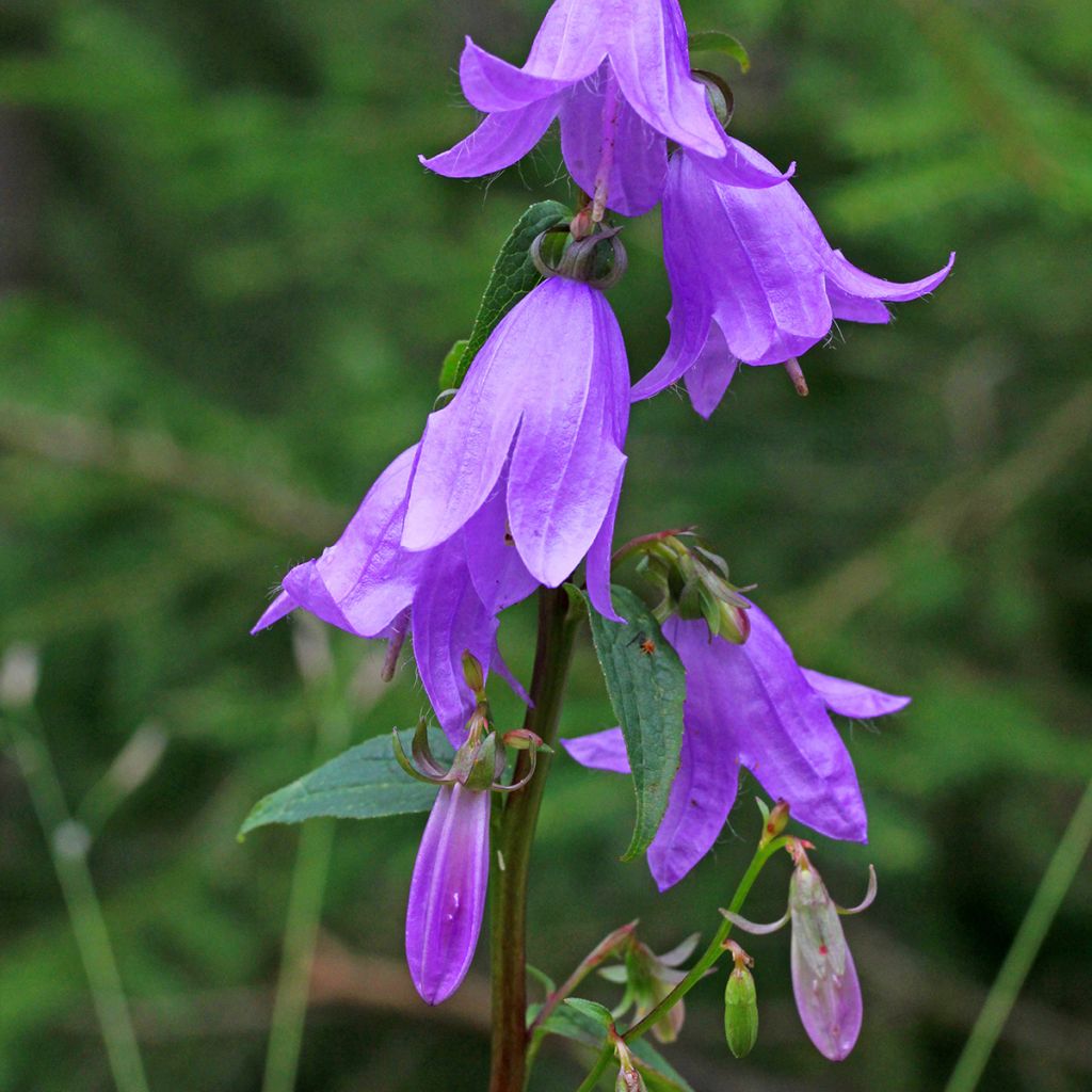 Campanula rapunculoides