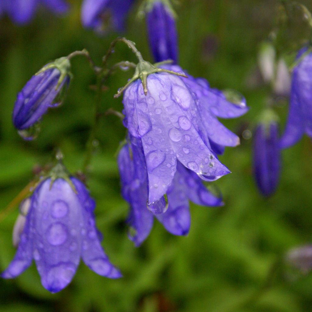 Campanula rotundifolia - Campanule à feuilles rondes