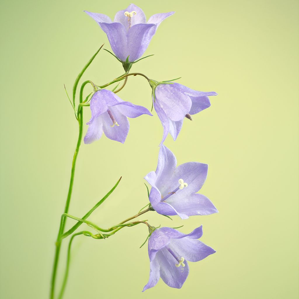 Campanula rotundifolia