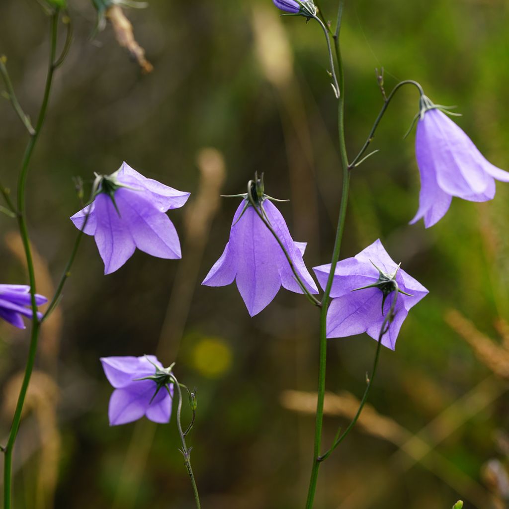 Campanula rotundifolia