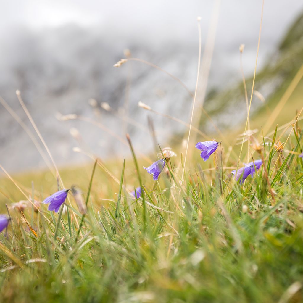 Campanula rotundifolia