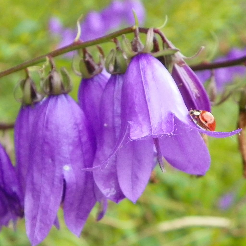 Campanula trachelium - Campanule gantelée