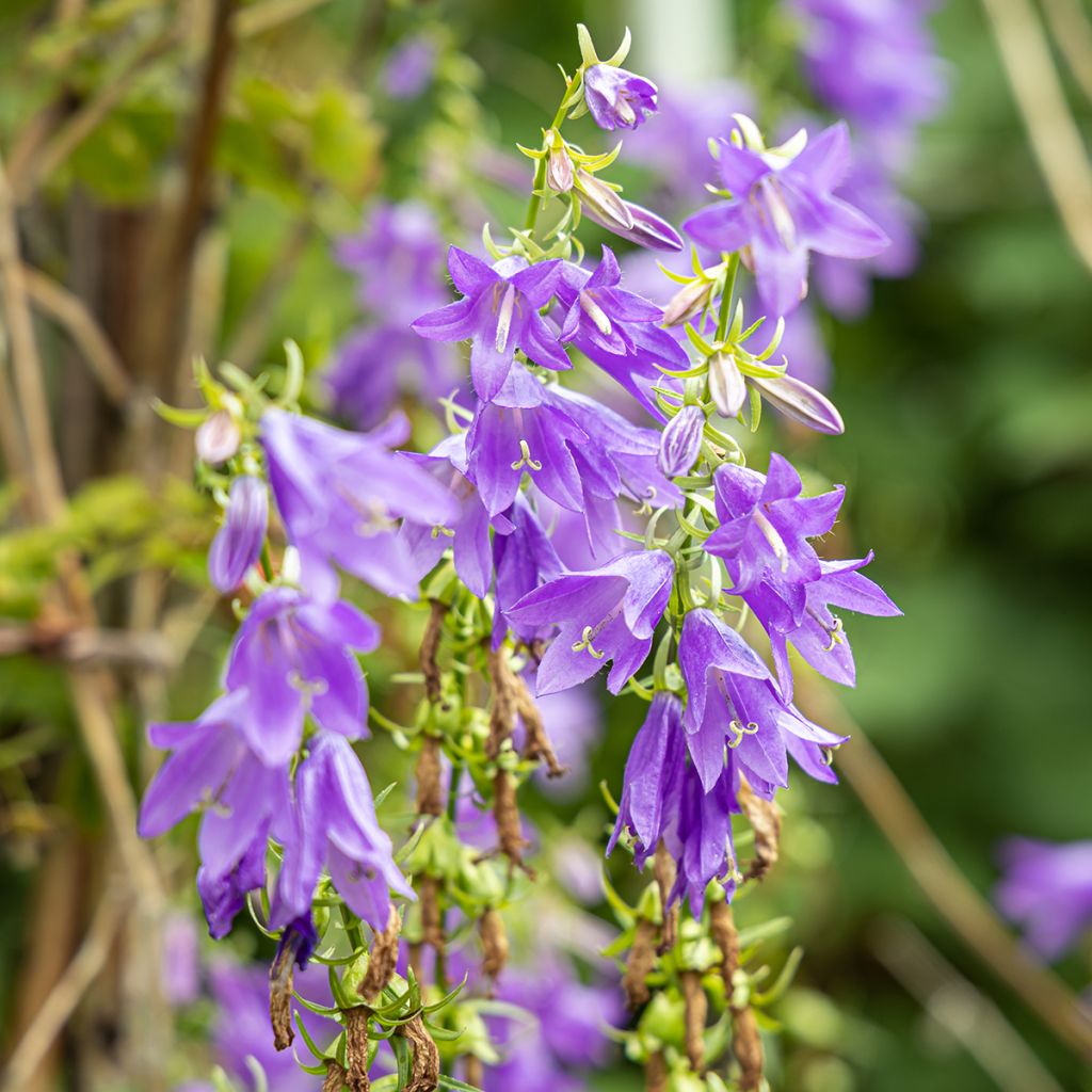 Campanula trachelium