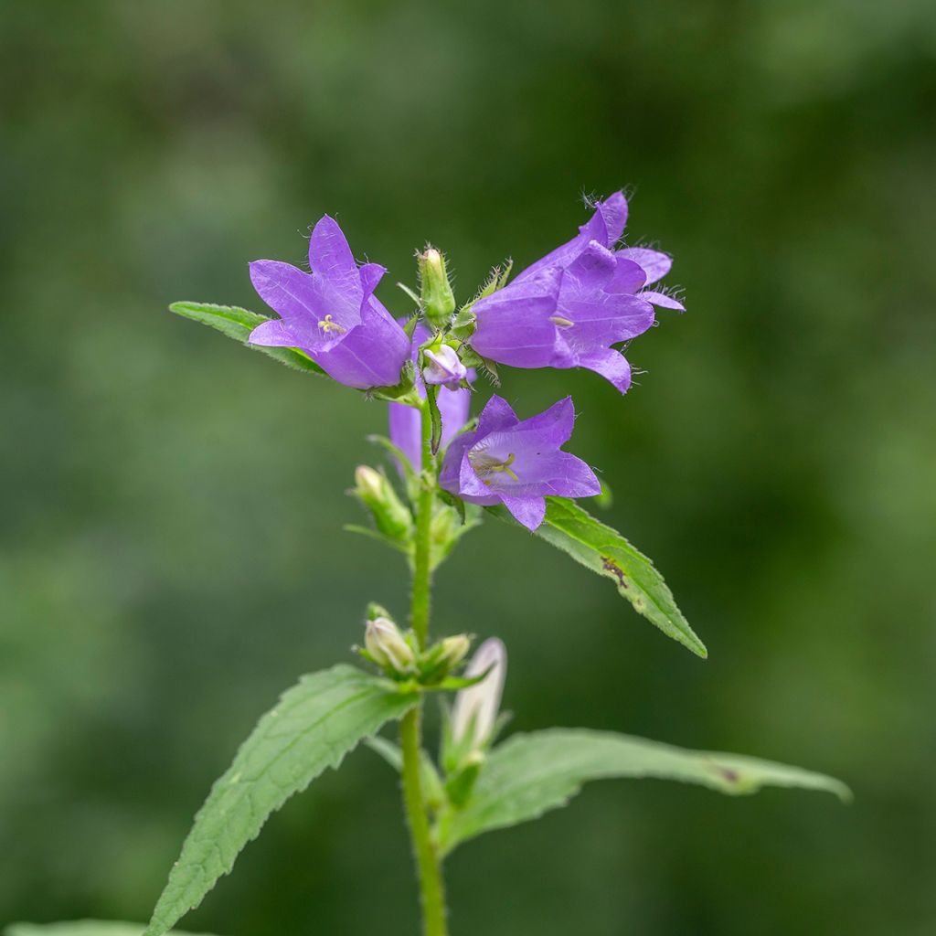 Campanula trachelium