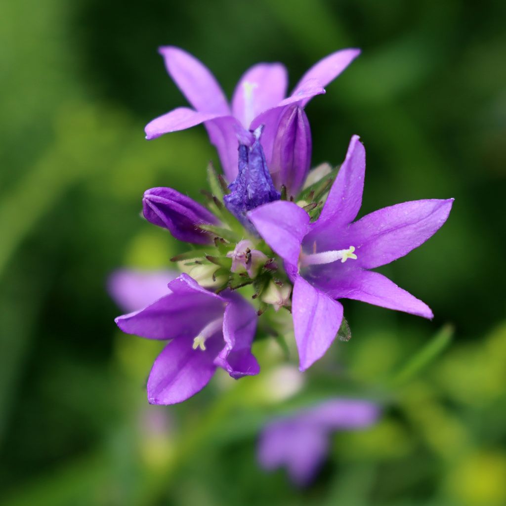 Campanula trachelium