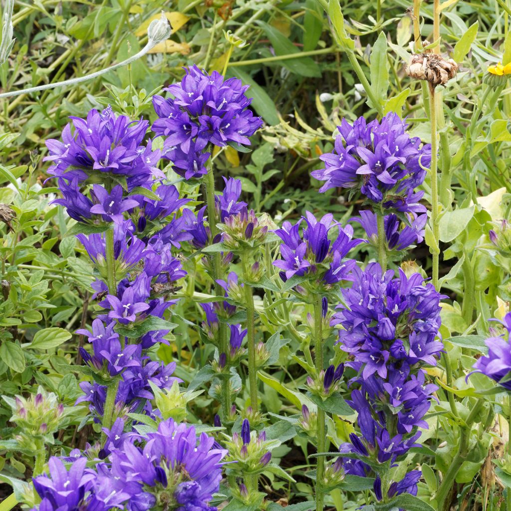 Campanula glomerata Superba