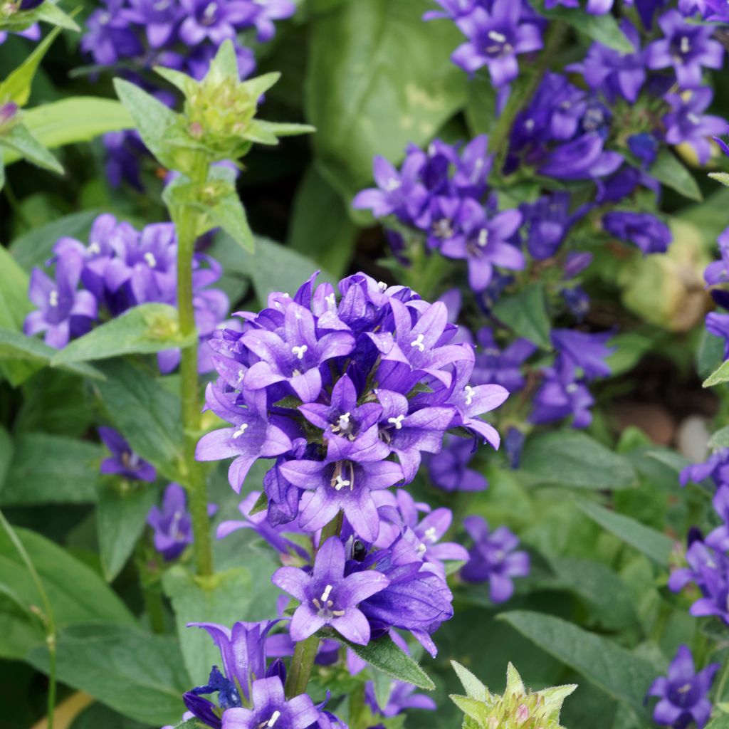 Campanula glomerata Superba